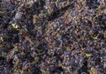 Pressed Pinot Noir Grapes in France Royalty Free Stock Photo