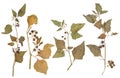 Pressed plant nightshade