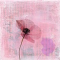 Pressed poppy flower Royalty Free Stock Photo