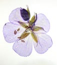 Pressed purple flower Royalty Free Stock Photo