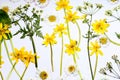 Pressed spring flowers in yellow and white