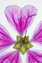 Pressed translucent purple flower Royalty Free Stock Photo