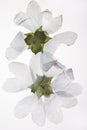 Pressed white flowers