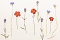 Pressed wild flowers. Royalty Free Stock Photo