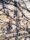 Pressed wood-fiber board and a grape vine with berries