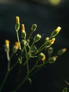 Pressed yellow wildflowers isolated on blur background Royalty Free Stock Photo