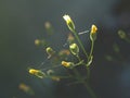 Pressed yellow wildflowers isolated on blur background Royalty Free Stock Photo