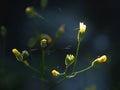Pressed yellow wildflowers isolated on blur background Royalty Free Stock Photo