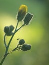 Pressed yellow wildflowers isolated on blur background Royalty Free Stock Photo