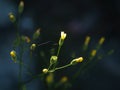 Pressed yellow wildflowers isolated on blur background Royalty Free Stock Photo