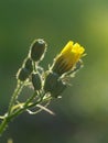 Pressed yellow wildflowers isolated on blur background Royalty Free Stock Photo