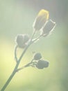 Pressed yellow wildflowers isolated on blur background Royalty Free Stock Photo