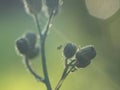 Pressed yellow wildflowers isolated on blur background Royalty Free Stock Photo