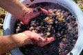 Pressing grapes by hand. The grapes are prepared for fermentation. Royalty Free Stock Photo