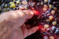 Pressing grapes by hand. The grapes are prepared for fermentation. Wine-making process. Royalty Free Stock Photo