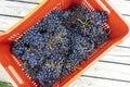 Pressing just harvested grapes by hands. Royalty Free Stock Photo