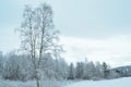 Prestine snowy white forest landscape after hoarfrost Royalty Free Stock Photo