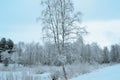 Prestine snowy white forest landscape after hoarfrost Royalty Free Stock Photo