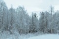 Prestine snowy white forest landscape after hoarfrost Royalty Free Stock Photo