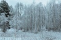 Prestine snowy white forest landscape after hoarfrost Royalty Free Stock Photo