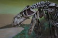 Prestosuchus chiniquensis fossil skeleton photo Royalty Free Stock Photo