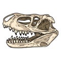 Prestosuchus chiniquensis fossilized skull hand drawn sketch image. Carnivorous pseudosuchians reptile dinosaur fossil Royalty Free Stock Photo