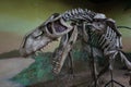 Prestosuchus chiniquensis skeleton Royalty Free Stock Photo