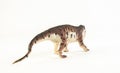 Prestosuchus , dinosaur on white background Royalty Free Stock Photo