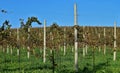 Prestressed supporting concrete poles with wires for vineyards in a cultivation along a hill