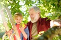 Preteen boy with his grandfather picking apples in orchard in summer. Harvesting in the domestic garden in autumn. Friendship of Royalty Free Stock Photo