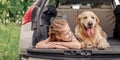 Preteen girl with golden retriever dog in the car Royalty Free Stock Photo