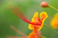 Prettiest Caesalpinia