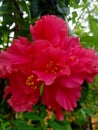 Prettiest Flowers of India Pink Color Adorable Evergreen