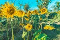 Prettiest sunflowers field in the afternoon in Nakhon Pathom, Thailand. Closeup of sunflower on farm. Royalty Free Stock Photo