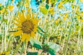 Prettiest sunflowers field in the afternoon in Nakhon Pathom, Thailand. Closeup of sunflower on farm. Royalty Free Stock Photo