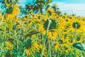 Prettiest sunflowers field in the afternoon in Nakhon Pathom, Thailand. Closeup of sunflower on farm. Royalty Free Stock Photo