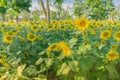 Prettiest sunflowers field in the afternoon in Nakhon Pathom, Thailand. Closeup of sunflower on farm Royalty Free Stock Photo