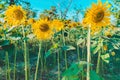 Prettiest sunflowers field in the afternoon in Nakhon Pathom, Thailand. Closeup of sunflower on farm Royalty Free Stock Photo