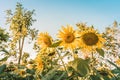 Prettiest sunflowers field in the afternoon in Nakhon Pathom, Thailand. Closeup of sunflower on farm. Royalty Free Stock Photo