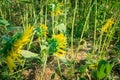 Prettiest sunflowers field in the afternoon in Nakhon Pathom, Thailand. Closeup of sunflower on farm. Royalty Free Stock Photo