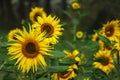 Prettiest sunflowers field with cloudy blue sky in Odessa region, Ukraine. Closeup of sunflower on farm of Bangladesh Royalty Free Stock Photo