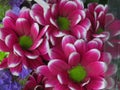 Prettty Bright Closeup Maroon Daisy Flowers Bouquet