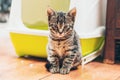 Pretty adorable little grey striped tabby kitty