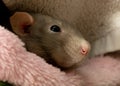 Pretty adorable pet rats in their plush bed Royalty Free Stock Photo