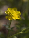 Bulbous Buttercup - Ranunculus bulbosus Wildflower Royalty Free Stock Photo