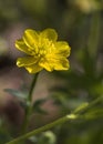 Bulbous Buttercup - Ranunculus bulbosus Wildflower Royalty Free Stock Photo