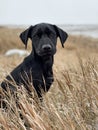 Pretty alert young black dog in amongst wild grass