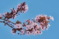 Pretty almond tree with pink flowers in the month of February Royalty Free Stock Photo