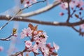 Pretty almond tree with pink flowers in the month of February Royalty Free Stock Photo