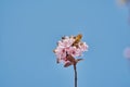 Pretty almond tree with pink flowers in the month of February Royalty Free Stock Photo